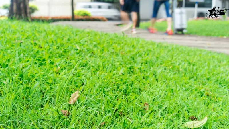 Why Buffalo Turf Is a Popular Choice for australian homes